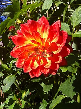 嬌琴紗,花,紅色