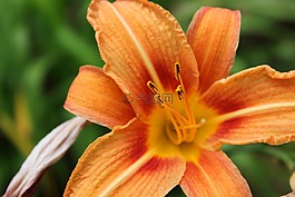百合,黄花菜,花