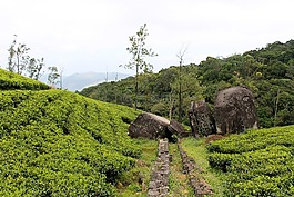 茶,房地產,石