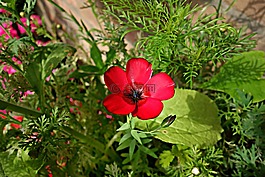 花,花瓣,盛開