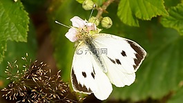 蝴蝶,白,菜粉蝶