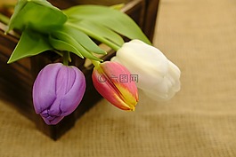 郁金香,花束,郁金香花束