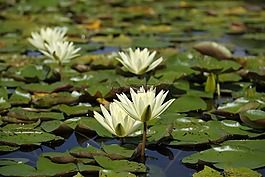睡莲,湖,水