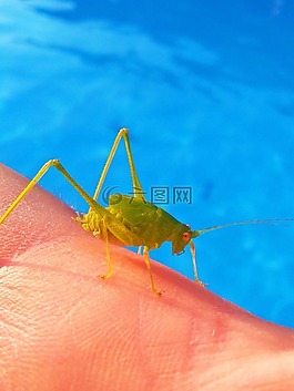 蝗蟲,龍蝦,小