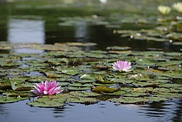 睡蓮,湖,水