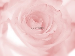 粉紅色,玫瑰,花