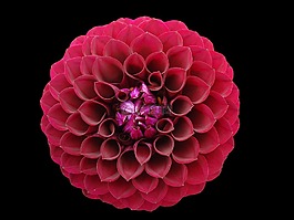 達(dá)利拉,紅色,花