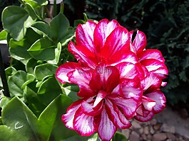 花,天竺葵,夏季