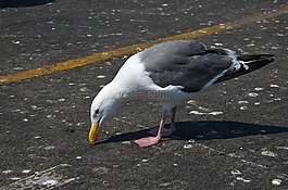 海鷗,美國,鳥