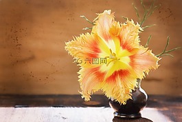 花,郁金香,春天的花