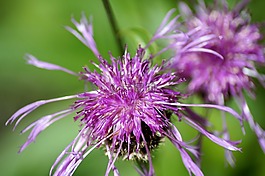 藍色,花,開花