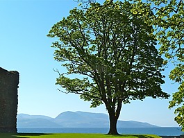 树,海洋,湾