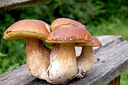 蘑菇,白,板凳