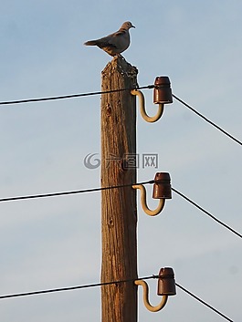 斑鳩,電線桿,電源線