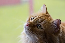 猫,基蒂,可爱