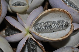 三葉木通,植物,quinata