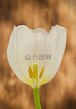 郁金香,開花,花