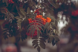 rowanberries,灰,山灰