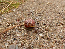 蝸牛,性質(zhì),爬行動物