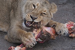 母獅,食品,動(dòng)物園