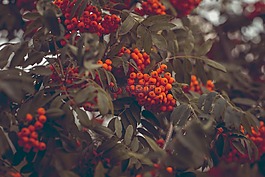 灰,rowanberries,山灰