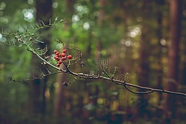 科,漿果,木