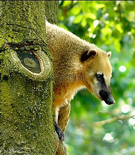 動物,性質(zhì),熊