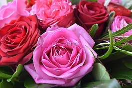 灌木,花,花瓣