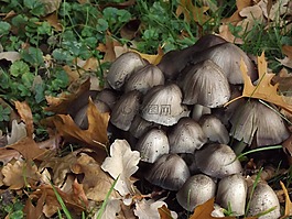 屏幕蘑菇,蘑菇,森林蘑菇