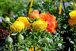鲜花,毛茛属植物,黄色