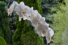 蘭花,花,盛開