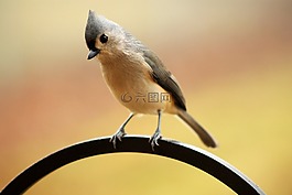 tufted titmouse,登,鸟