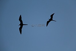 鳥,海鷗,藍(lán)色