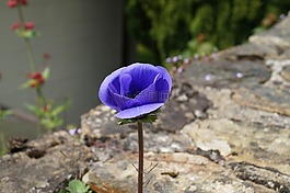 花,紫色花,三色堇