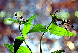 五顏六色的植物,顏色,葉子
