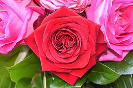 灌木,花,花瓣