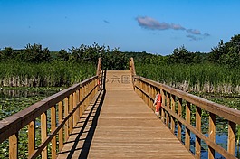 性質(zhì),木,天空