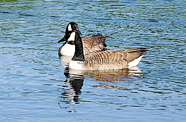 加拿大鹅,branta 黄花,游泳
