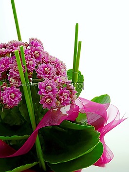 花,安排,德卡