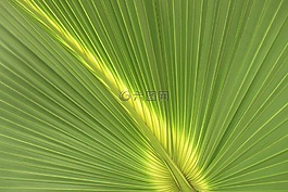 棕櫚,葉,結(jié)構(gòu)