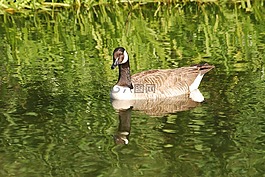 加拿大鹅,branta 黄花,水禽