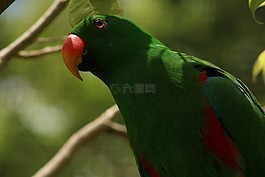 鸚鵡,頭,綠色
