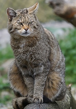 野貓,動物園,威脅