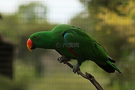 鸚鵡,鳥,羽毛