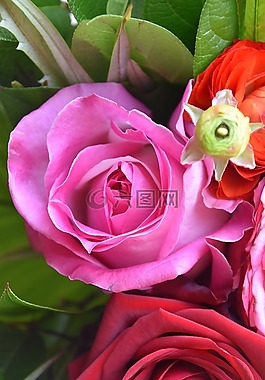 花,花瓣,花香