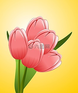 郁金香,鮮花,花束