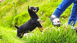 狗,動物