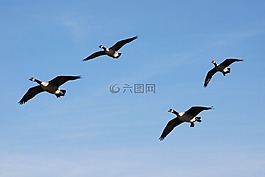加拿大鹅,branta 黄花,水禽