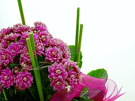 花,安排,德卡