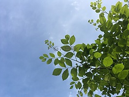 樹(shù),天空,yellowwood